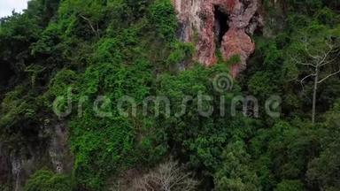 马来西亚森林鸟瞰图