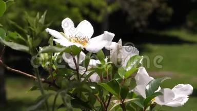 佐治亚州，罗斯威尔公园，几朵野白色玫瑰在查塔霍切河附近的微风中吹拂