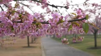 春天的花朵系列：樱花在微风中的樱花树枝上小簇绽放，近景，4k<strong>电影</strong>