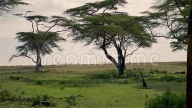羚羊在绿荫或非洲草原上放牧到相思树
