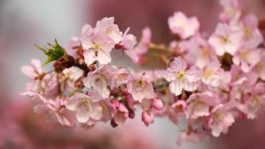 春天的花朵系列：樱花在微风中的樱花树枝上小簇绽放，近景，4k<strong>电影</strong>