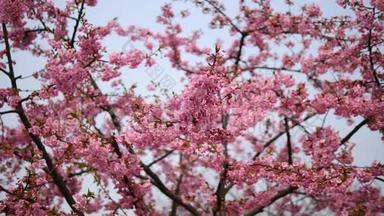 春天的花朵系列：樱花在微风中的樱花树枝上小簇绽放，近景，4k电影