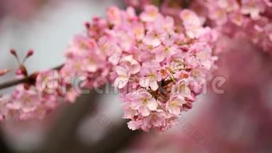 春天的花朵系列：樱花在微风中的樱花树枝上小簇绽放，近景，4k电影