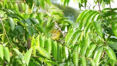 橄榄背太阳鸟在树枝上觅食