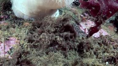 蟹黄面具伪装在水下寻找食物在白海海底。