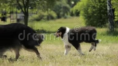 有趣的成年人和小狗Shetland牧羊犬，Shelie，Collie在绿草中户外跑步。 夏日晴天。 嬉戏宠物