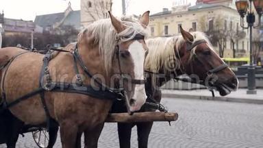 在一个大城市的中心，有两匹漂亮的棕色马，一匹挽在一起。