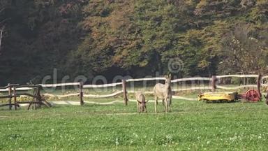 养驴场。 牧场上的野驴。 驴的家庭