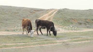 两头牛在田里吃青草。 奶牛在绿色的田野上行走