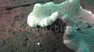 在祖鲁海的沙滩上，哈莱金游泳的螃蟹利斯泰克斯附近有红尾鱼