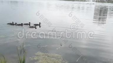 在阳光明媚的日子里，小鸭子和小鸭子在池塘里漂浮着。