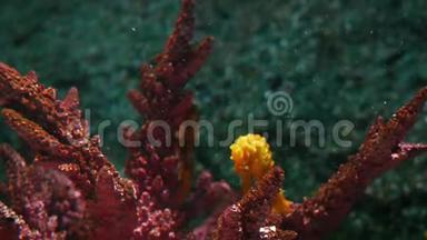 水族馆中珊瑚中的海马。 在干净的水族馆水中，近距离的黄色海马在美丽的珊瑚附近游泳