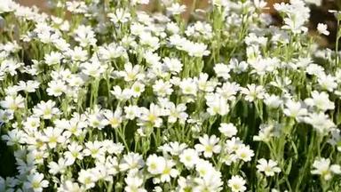 草地上许多白色的小花