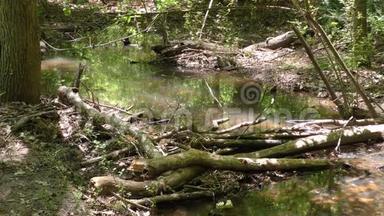 佐治亚州，苏瓦尼溪公园，向下游看着停滞的水<strong>和</strong>小溪上的<strong>虫子</strong>。