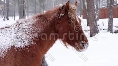 马看着镜头，特写.. 冬天森林里背着雪的马。 乡村景观。