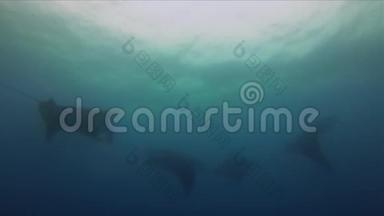 曼塔雷斯集团剪影。 优雅和平的曼塔斯形成。 蓝色阳光照耀的海洋