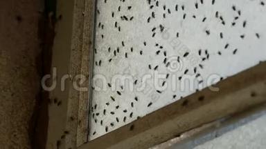 许多家蝇或家蝇在一扇废弃的老式肮脏窗户上飞行。许多家蝇成群结队地飞来飞去