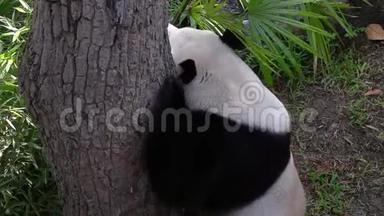 大熊猫黑斑猫(AiluropodaMelanoleuca)抗树体