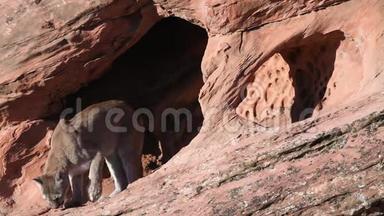年轻的美洲狮在一个小洞穴里嗅着