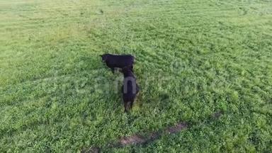 镜头显示，<strong>两头</strong>黑色的大头公牛在牧场上漫步，草地上长满了新鲜的青草。