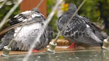 <strong>动物</strong>鸟鸽喷泉水池附近的鸽子