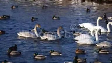 野天鹅和野鸭在池塘里游泳。 冬季4k湖中候鸟漂浮