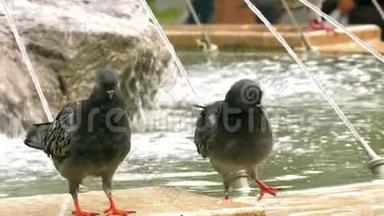 动物鸟鸽喷泉水池附近的鸽子