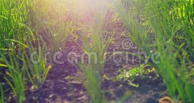 春季早青葱种植线.. 在阳光下种植的花园里，小葱的特写镜头