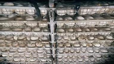 在一家家禽养殖场的货架上放着孵卵器。