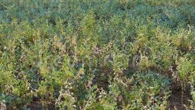 鹰嘴豆在鹰嘴豆地里开始成熟的植物，绿色鹰嘴豆在地里