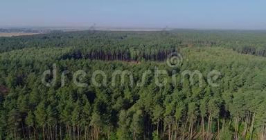 非法盗伐森林，破坏环境，破坏环境