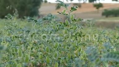 鹰嘴豆在鹰嘴豆地里开始成熟的植物，绿色鹰嘴豆在地里