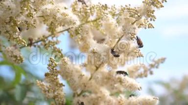 蜜蜂在白花上飞进来，采集花蜜.. 慢动作。 各种昆虫授粉盛开的黄白色花朵