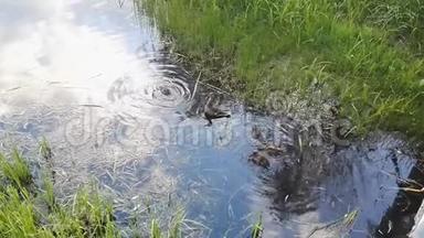 鸭子妈妈和小鸭子正在池塘里游泳