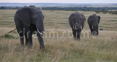 非洲象，非洲象，穿过热带草原的团体，肯尼亚马赛马拉公园，<strong>实时</strong>
