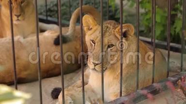 动物园里的一只母狮，一只母狮在炎热的<strong>天气</strong>里躺在阴<strong>凉</strong>处
