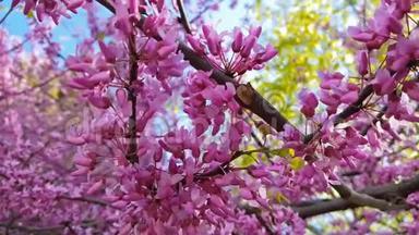 一棵盛开的<strong>东方红</strong>芽树的粉<strong>红</strong>色花簇的特写。 春天的犹大树或蕨类植物。 微风
