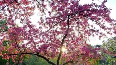 春天公园的蓝天上，一<strong>朵朵</strong>粉红色的樱花树，慢镜头垂直地拍着