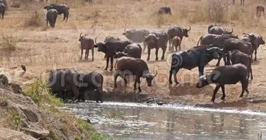 非洲水牛，切弗，赫尔德在<strong>水洞</strong>饮水，肯尼亚茨沃公园实时