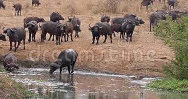 非洲水牛，切弗，赫尔德在水洞饮水，肯尼亚茨沃公园实时