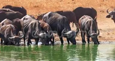 非洲水牛，切弗，赫尔德在水洞饮水，肯尼亚茨沃公园实时