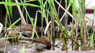 有鳞胸的芒尼亚鸟正在水浴中吃藻类