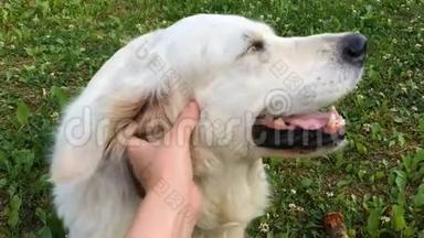 宠物的幸福生活。 一个男人抚摸他的狗的手。 滑稽的面部拉布拉多猎犬特写镜头