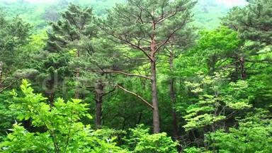 韩国Seoraksan国家公园绿树Ð针叶林潘