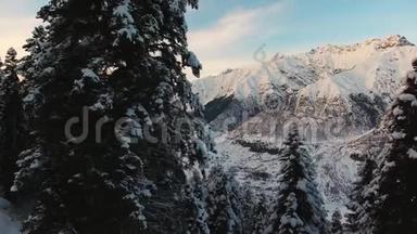 白雪皑皑的松树和奇山的奇妙冬景