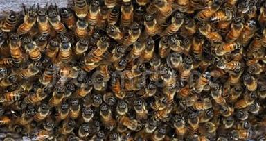 欧洲蜜蜂，蜜蜂蜜蜂，蜜蜂在蜂房入口放牧，诺曼底蜜蜂，实时4K