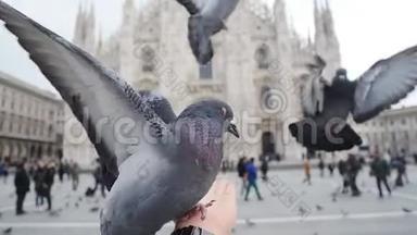 在米兰多莫的背景下，鸽子用手<strong>吃东西</strong>