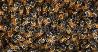 欧洲<strong>蜜蜂</strong>，<strong>蜜蜂蜜蜂</strong>，<strong>蜜蜂</strong>在蜂房入口放牧，诺曼底<strong>蜜蜂</strong>，实时4K