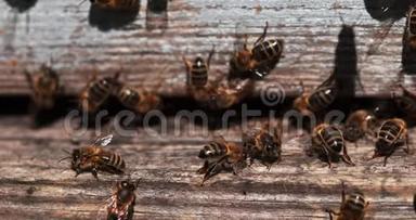 欧洲蜂蜜<strong>蜜蜂</strong>，<strong>蜜蜂</strong>，<strong>蜜蜂</strong>站在蜂巢入口，<strong>蜜蜂</strong>在通风，<strong>蜜蜂</strong>在诺曼底，慢