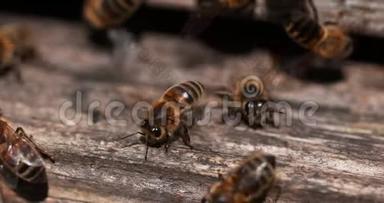 欧洲蜂蜜蜜蜂，蜜蜂，蜜蜂站在蜂巢入口，蜜蜂在通风，蜜蜂在诺曼底，慢